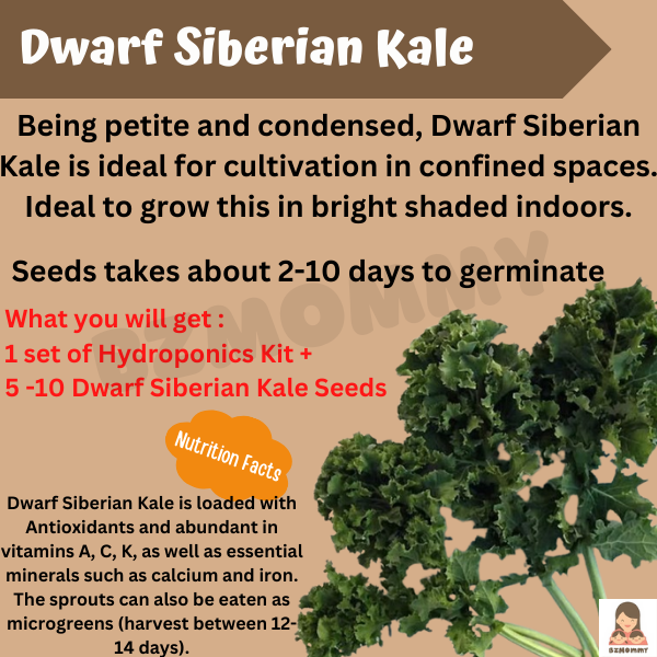 mini hydroponics kit with dwarf siberian kale seeds