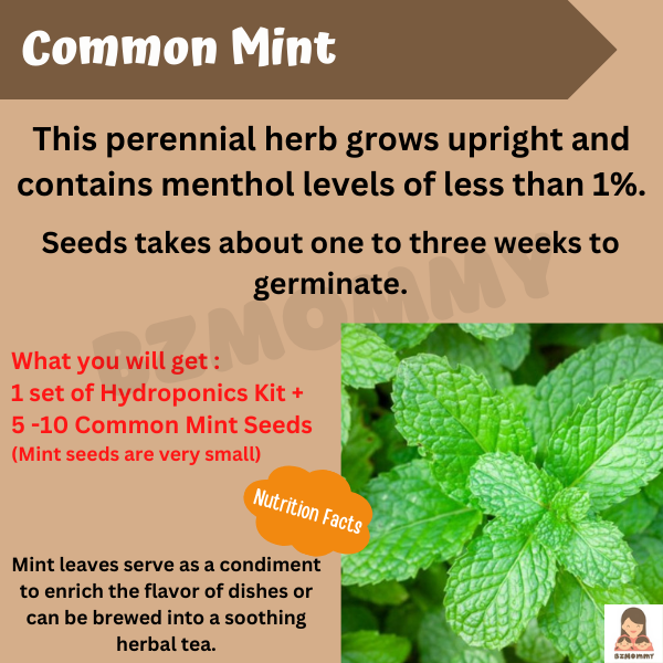 mini hydroponics kit with mint seeds