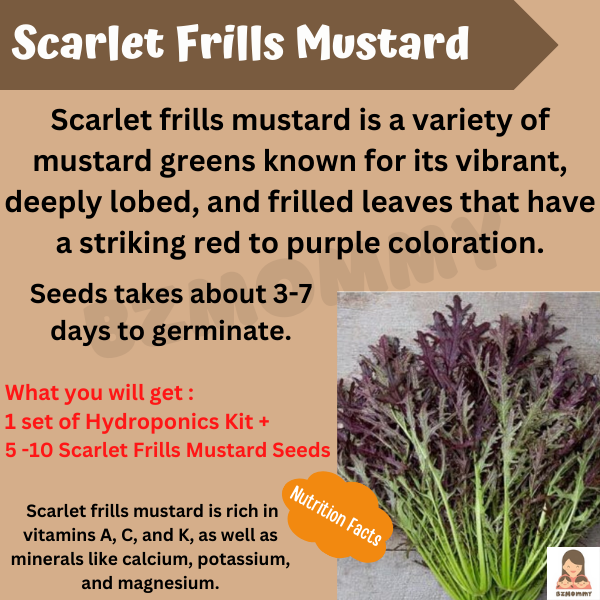 mini hydroponics kit with scarlet frills mustard seeds