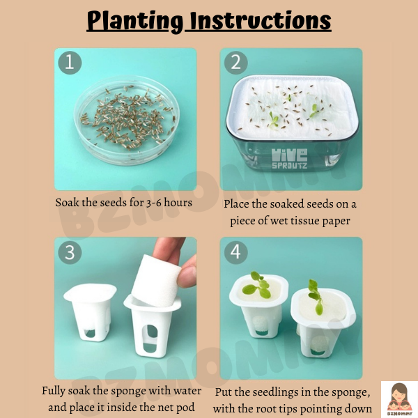 planting seeds hydroponics Mini Hydroponics Plant Kit – BZMOMMY